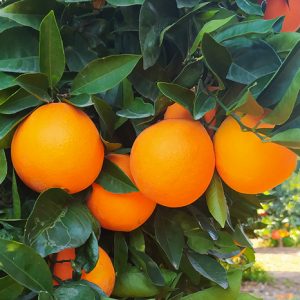 naranjastaurinas-producto