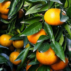 naranjastaurinas-producto-mandarinas